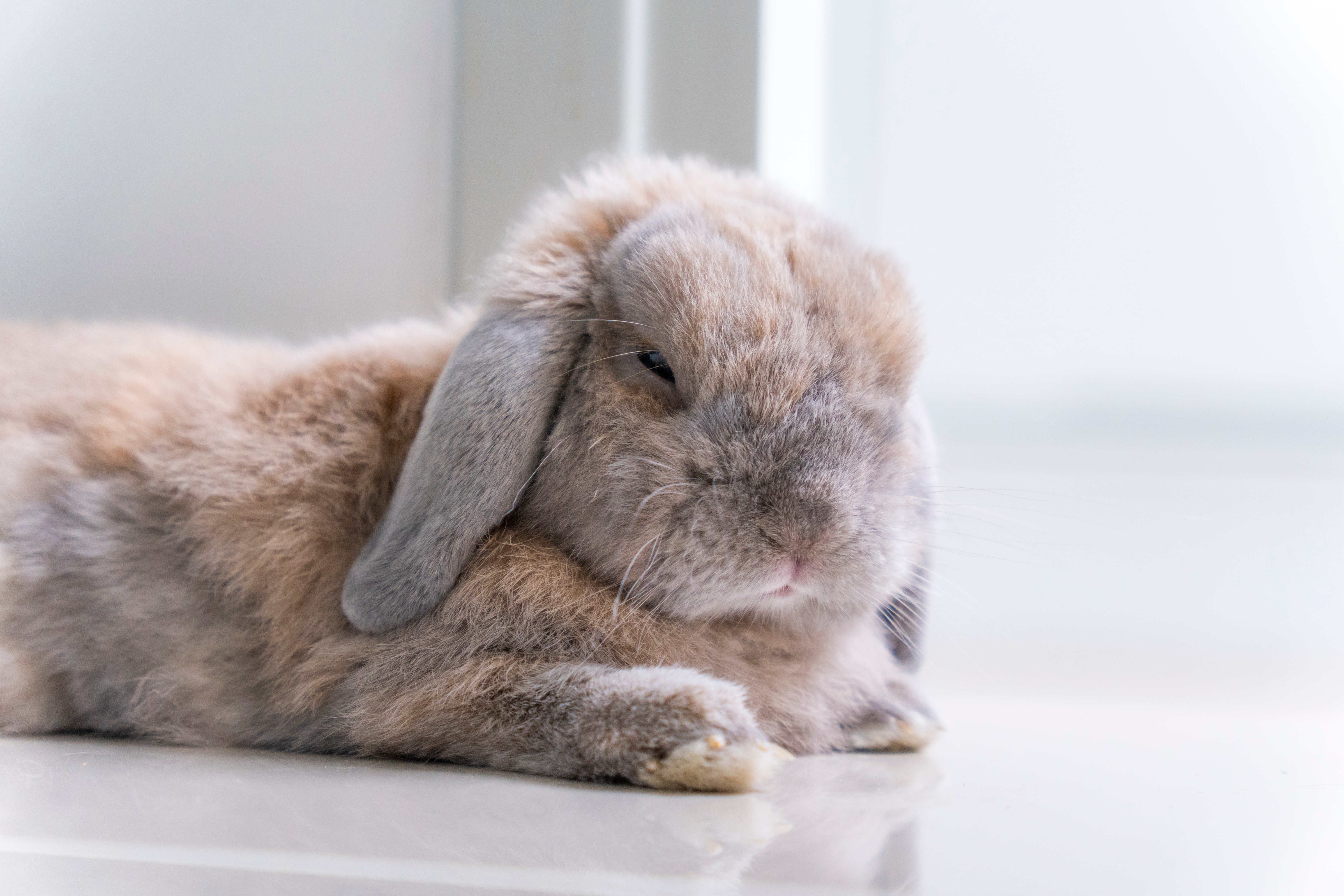 Holland lop relaxing