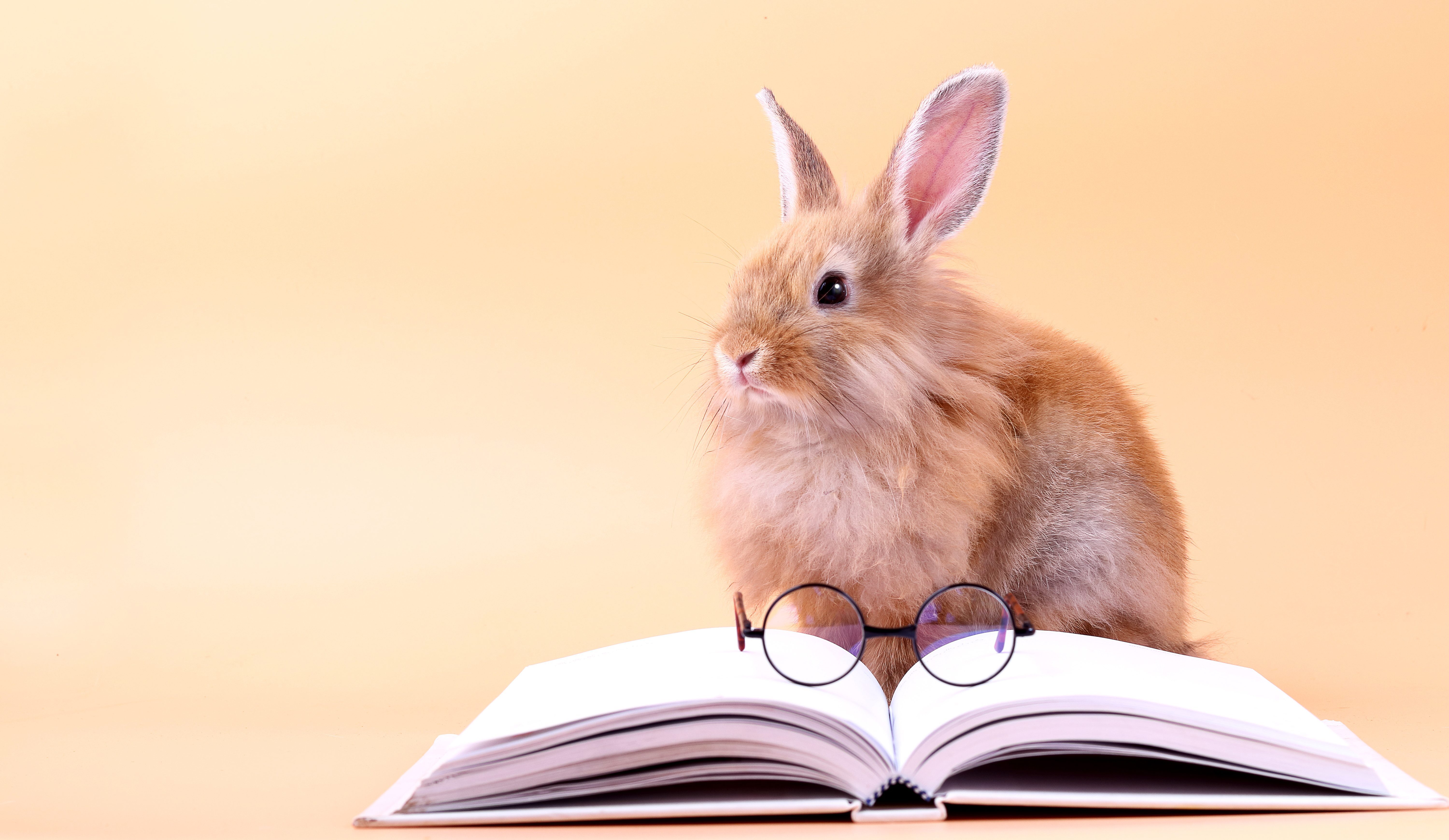 Cute rabbit sitting on a white book with glasses placed. Easter holiday